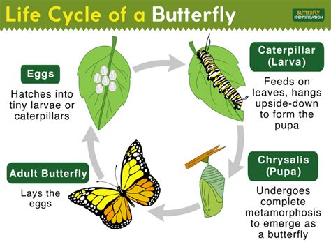 The Importance of Conservation for Magic Butterfly Species